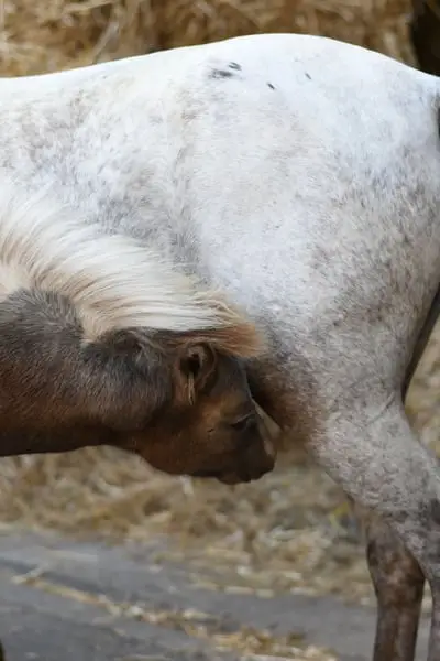 Traumhaft schönes Kinderpony mit Fohlen bei Fuß