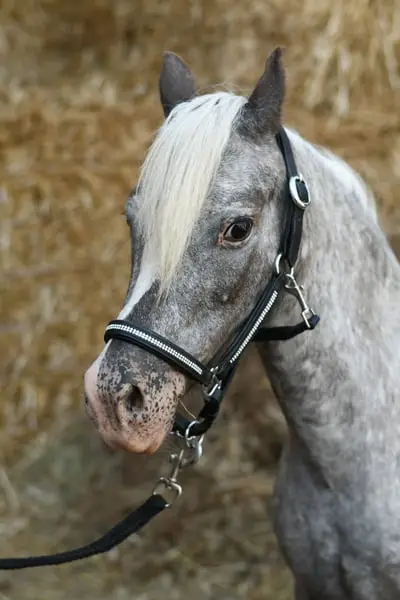 Traumhaft schönes Kinderpony mit Fohlen bei Fuß