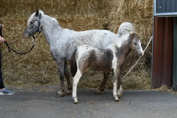 Traumhaft schönes Kinderpony mit Fohlen bei Fuß