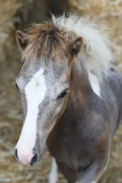 Traumhaft schönes Kinderpony mit Fohlen bei Fuß