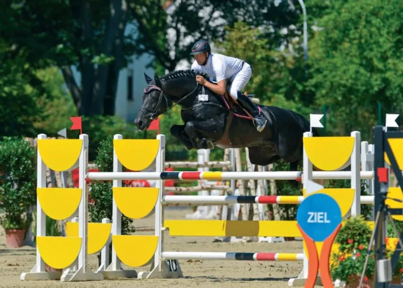 „Sieger der Herzen“ bei der Zweibrücker Körung 2009