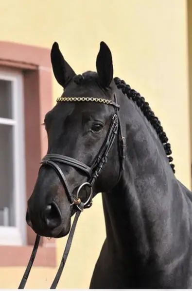 „Sieger der Herzen“ bei der Zweibrücker Körung 2009
