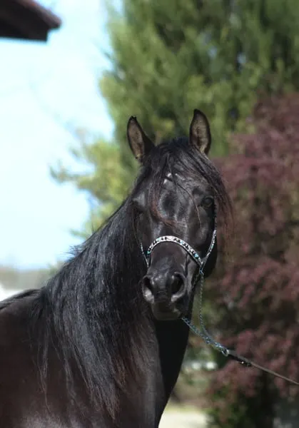 Beautiful Typy Black homozygous mare IN FOAL to Black Homoz.