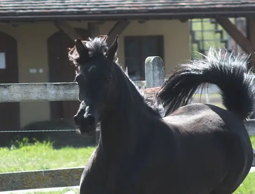 Beautiful Typy Black homozygous mare IN FOAL to Black Homoz.