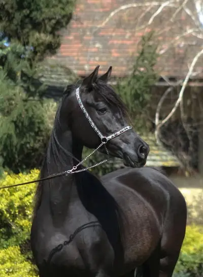 Beautiful Typy Black homozygous mare IN FOAL to Black Homoz.