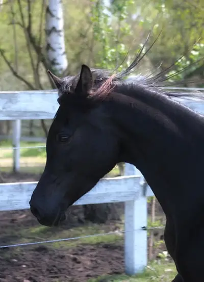 Beautiful Typy Black homozygous mare IN FOAL to Black Homoz.