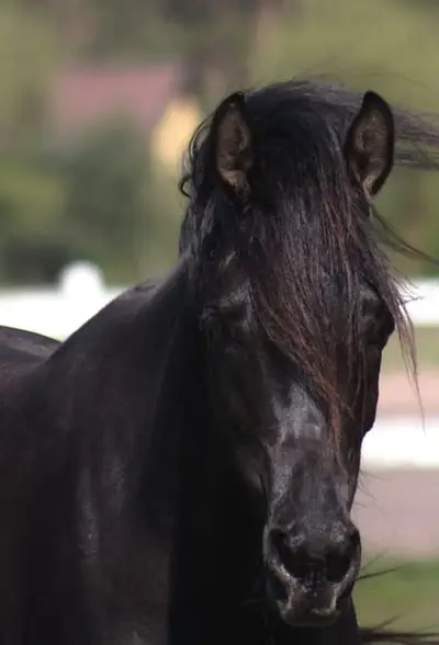 Beautiful Typy Black homozygous mare IN FOAL to Black Homoz.
