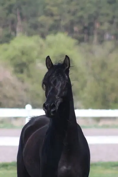 Beautiful Typy Black homozygous mare IN FOAL to Black Homoz.