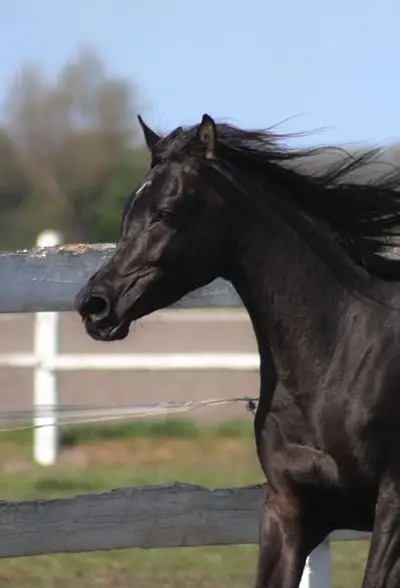 Beautiful Typy Black homozygous mare IN FOAL to Black Homoz.