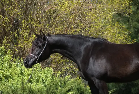 Beautiful Typy Black homozygous mare IN FOAL to Black Homoz.