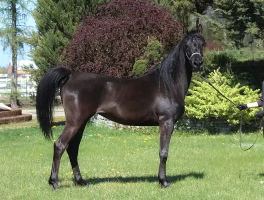 Beautiful Typy Black homozygous mare IN FOAL to Black Homoz.