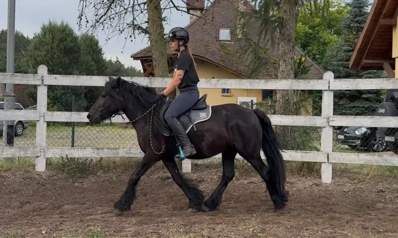 *Last 2 mares available* Top quality Tall young mare