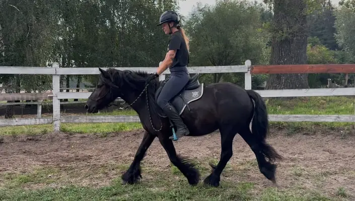 *Last 2 mares available* Top quality Tall young mare