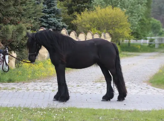 *Last 2 mares available* Top quality Tall young mare