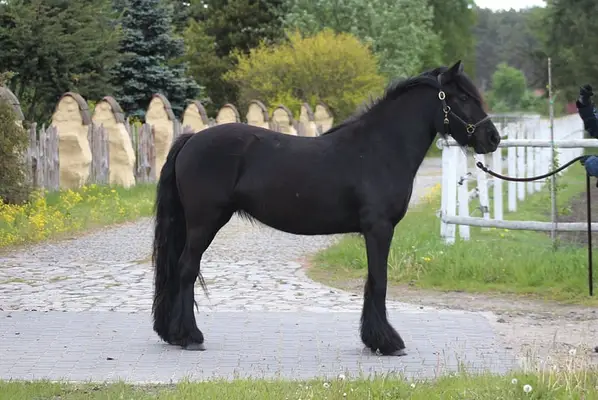 *Last 2 mares available* Top quality Tall young mare