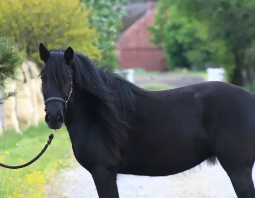 *Last 2 mares available* Top quality Tall young mare