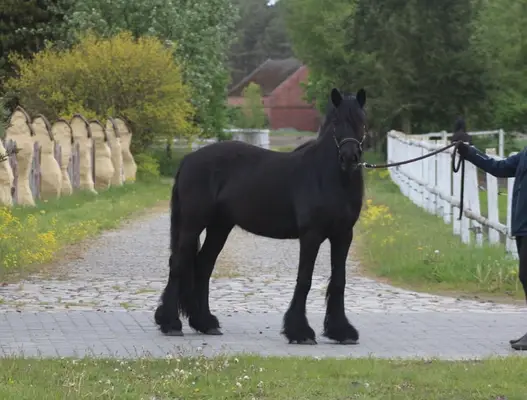 *Last 2 mares available* Top quality Tall young mare