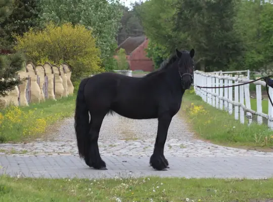 *Last 2 mares available* Top quality Tall young mare