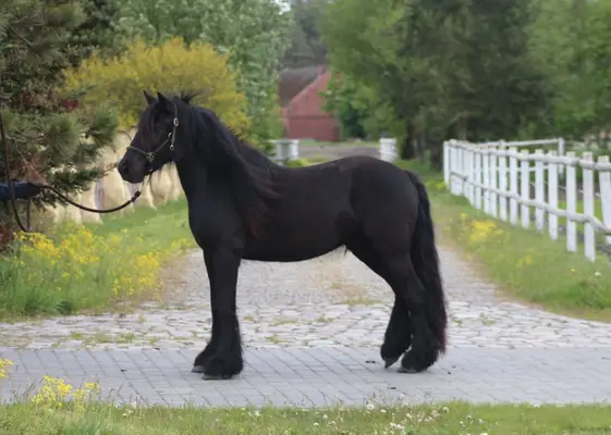 *Last 2 mares available* Top quality Tall young mare