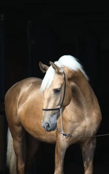 Lovely Dark palomino Colt with sweet character