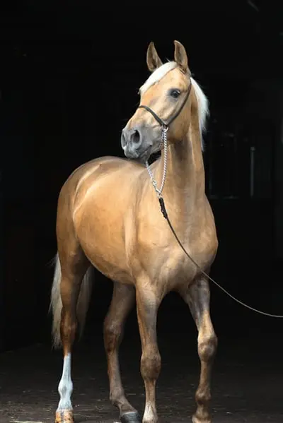 Lovely Dark palomino Colt with sweet character