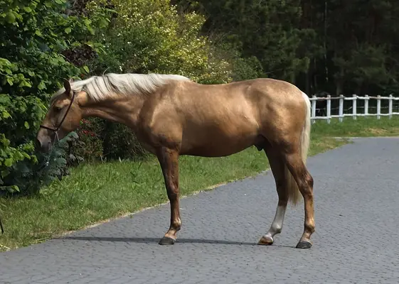 Lovely Dark palomino Colt with sweet character