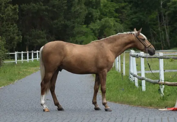 Lovely Dark palomino Colt with sweet character