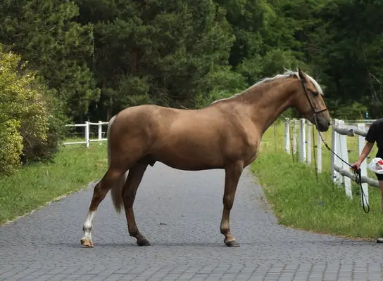 Lovely Dark palomino Colt with sweet character