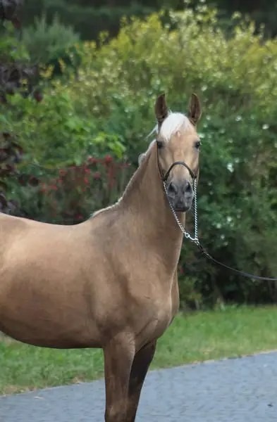 Lovely Dark palomino Colt with sweet character