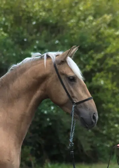 Lovely Dark palomino Colt with sweet character