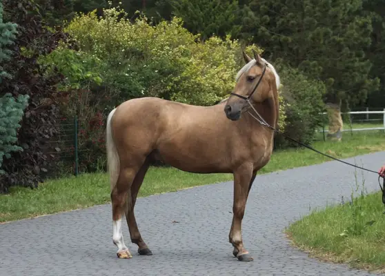 Lovely Dark palomino Colt with sweet character