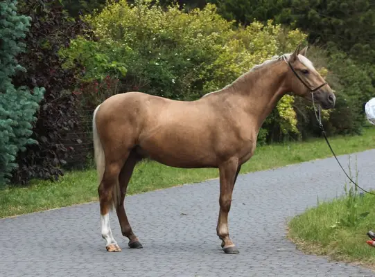 Lovely Dark palomino Colt with sweet character