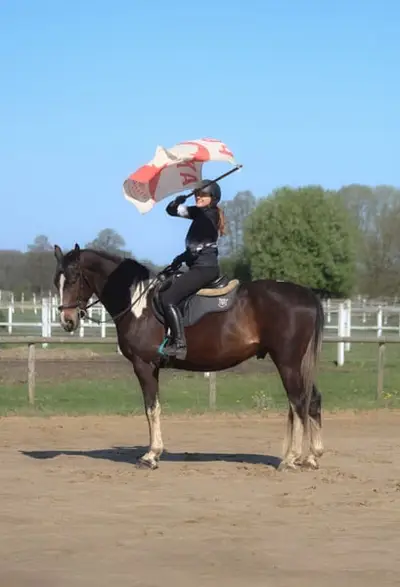 Easy nice horse for land/jumping/eventing