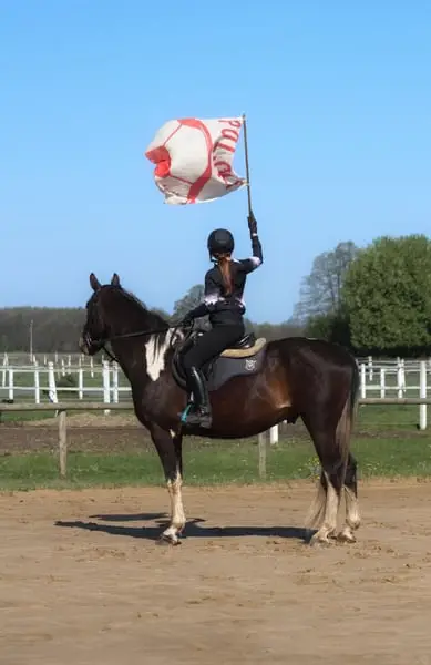 Easy nice horse for land/jumping/eventing