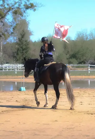 Easy nice horse for land/jumping/eventing