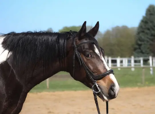 Easy nice horse for land/jumping/eventing