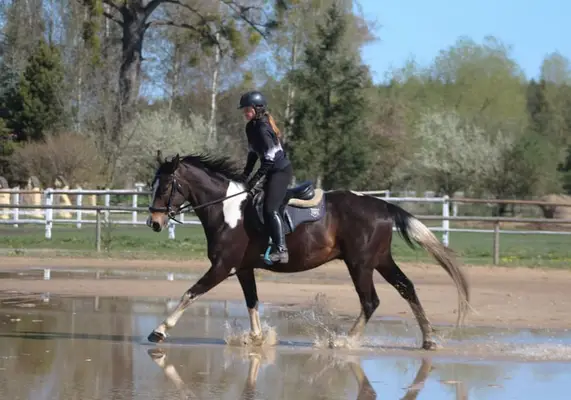 Easy nice horse for land/jumping/eventing