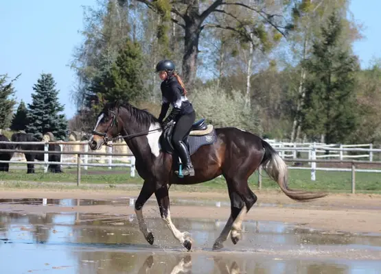 Easy nice horse for land/jumping/eventing