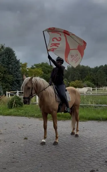 Impresionante PRE Palomino con el carácter más dulce ¡PARA CUALQUIER JINETE!