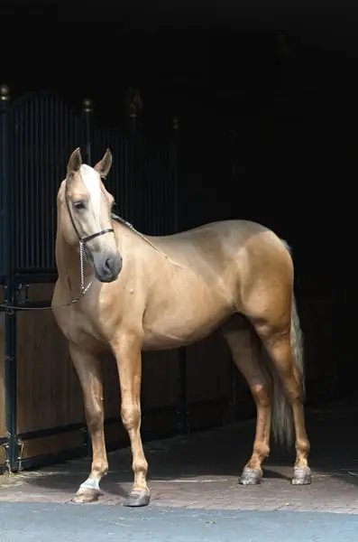 Gorgeous Palomino PRE with sweetest Character For ANY RIDER !