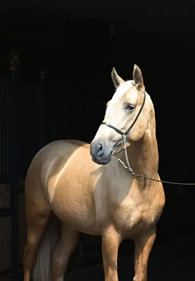 Gorgeous Palomino PRE with sweetest Character For ANY RIDER !