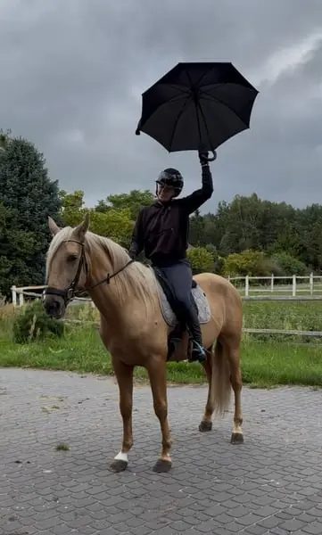 Gorgeous Palomino PRE with sweetest Character For ANY RIDER !