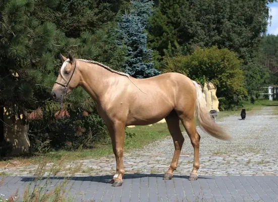 Gorgeous Palomino PRE with sweetest Character For ANY RIDER !