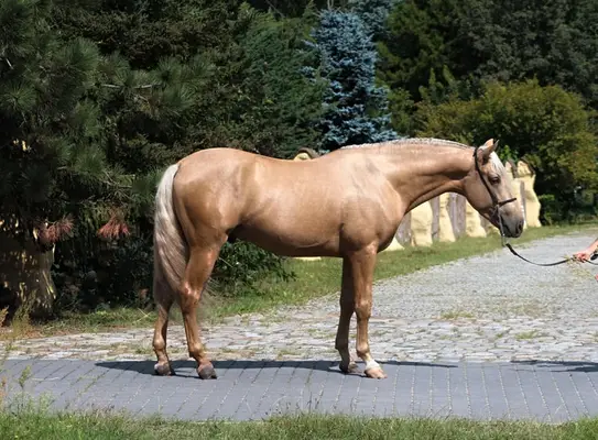 Gorgeous Palomino PRE with sweetest Character For ANY RIDER !