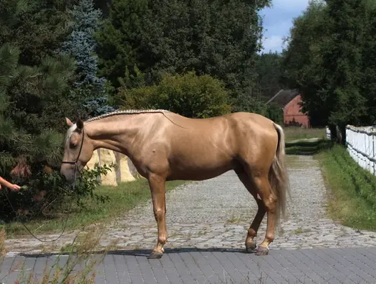 Gorgeous Palomino PRE with sweetest Character For ANY RIDER !