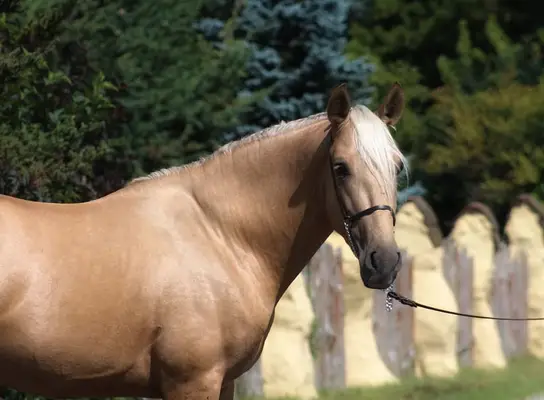 Gorgeous Palomino PRE with sweetest Character For ANY RIDER !