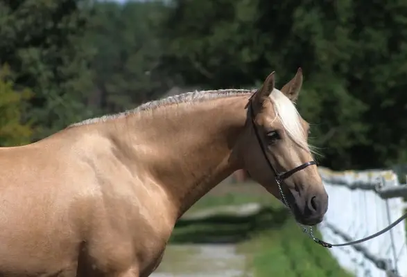 Gorgeous Palomino PRE with sweetest Character For ANY RIDER !