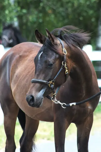 Strong tall correct Colt perfect endurance prospect