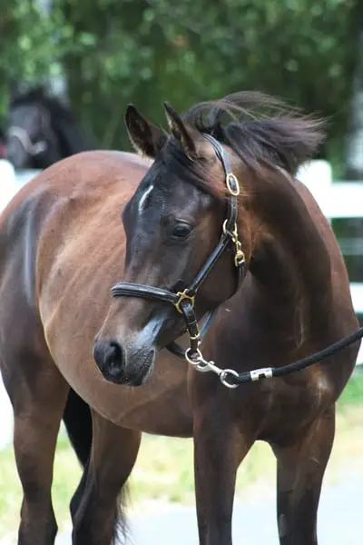 Strong tall correct Colt perfect endurance prospect