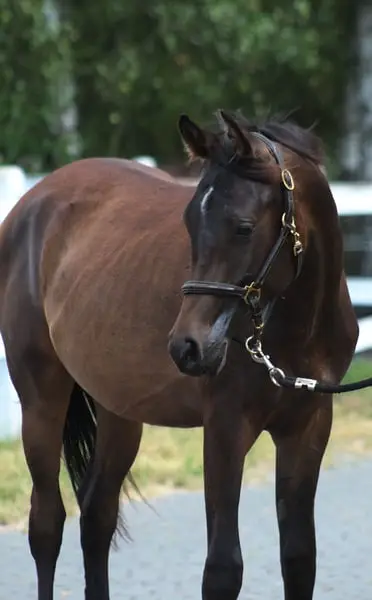 Strong tall correct Colt perfect endurance prospect